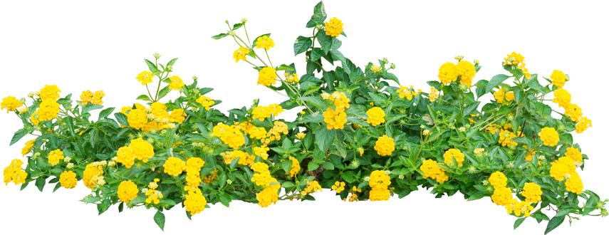 Shrubs with Yellow Flowers Cutout 